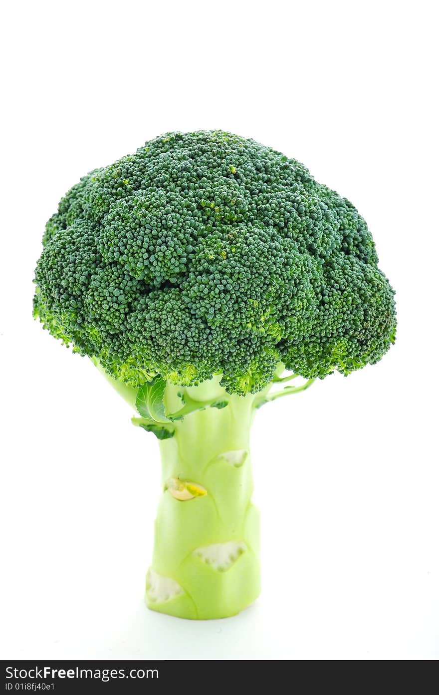 Broccoli