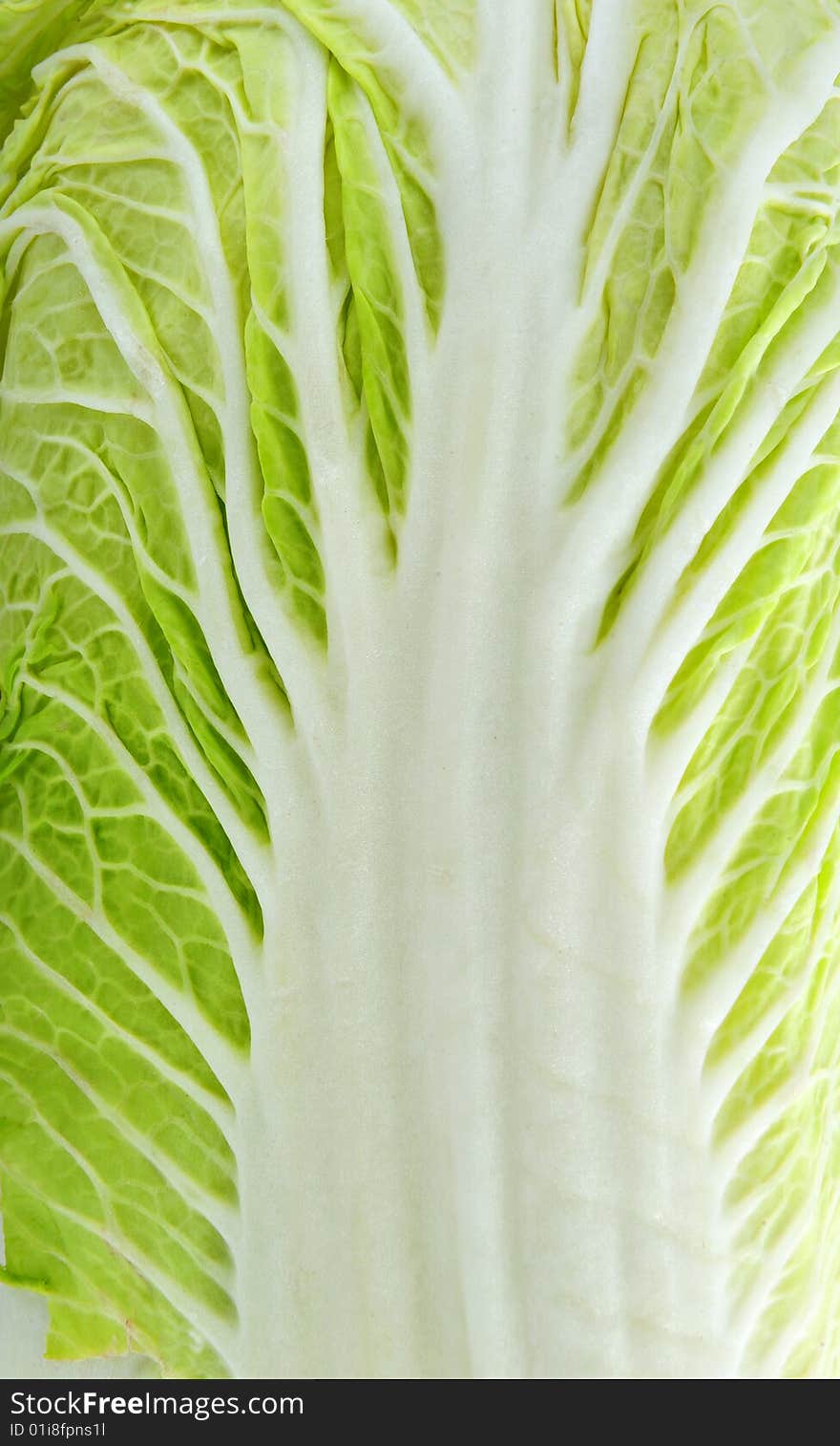 Chinese cabbage