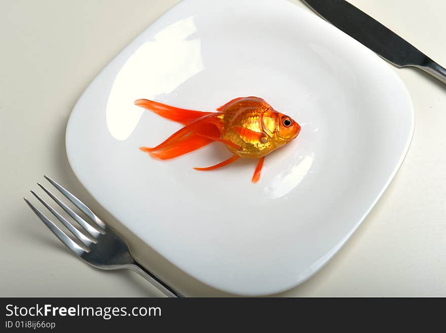 Goldfish in plate