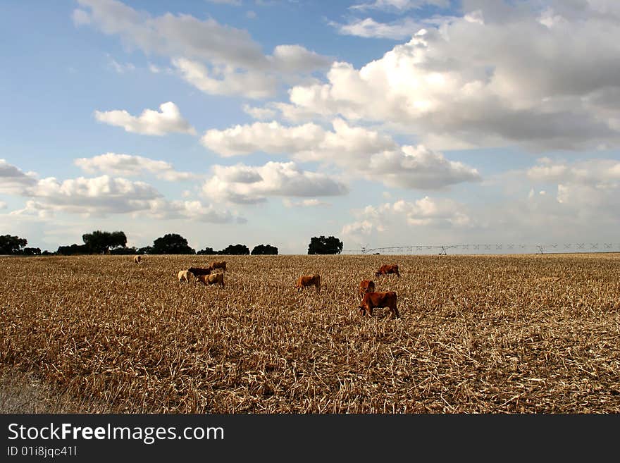 Cows in field in the country