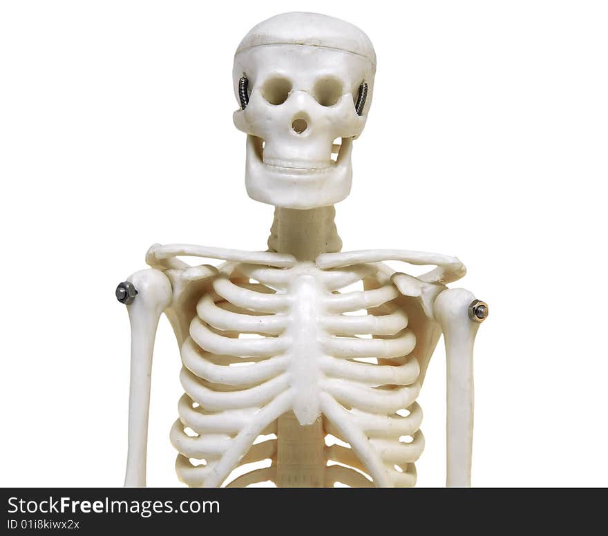 Artificial skeleton on white background