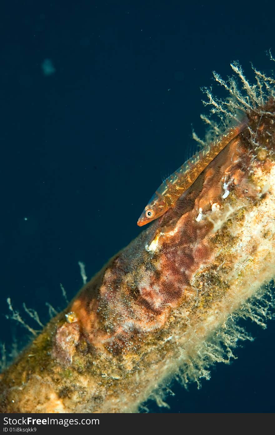 Mozambique ghost goby