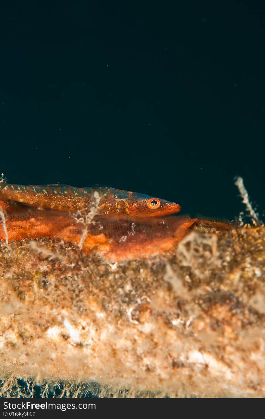 Mozambique ghost goby