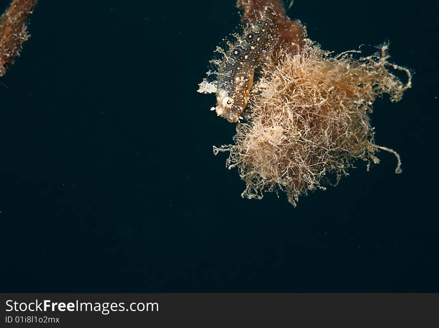 Highfin sabretooth blenny