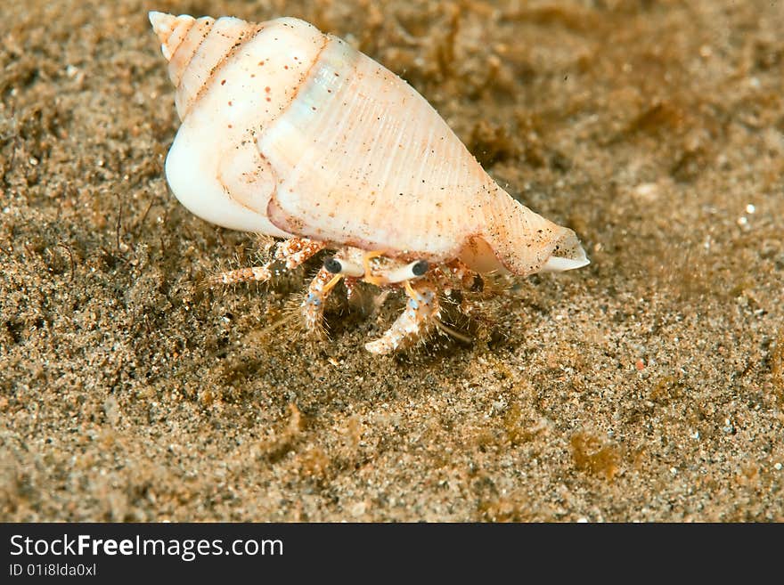 Reef hermit crab (dardanus logopodes)taken in the red sea.