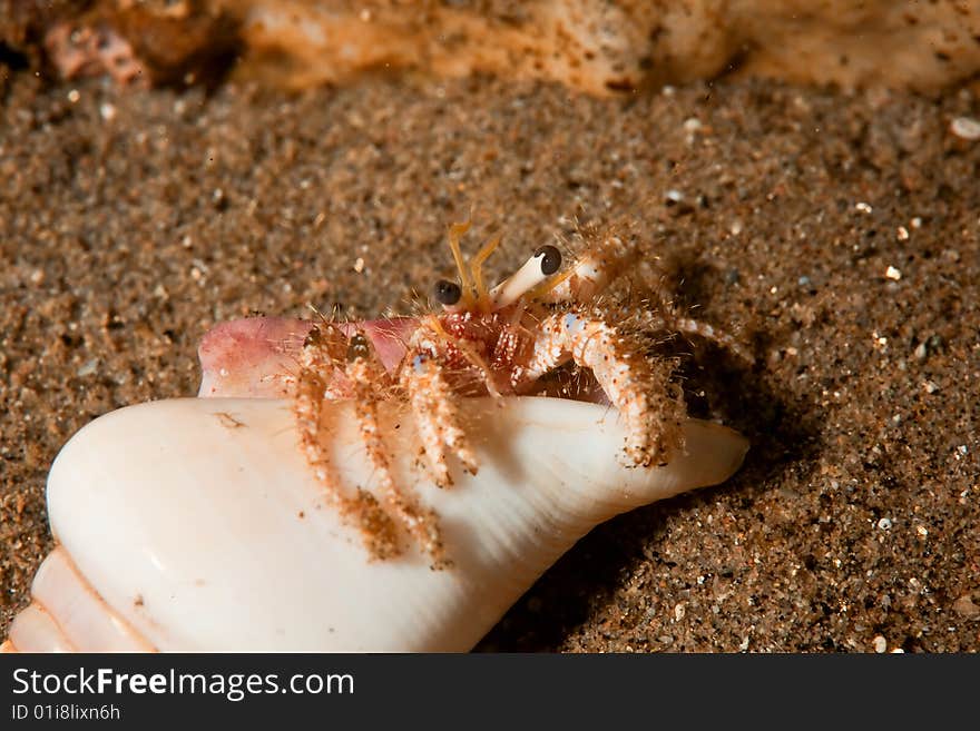 Reef hermit crab (dardanus logopodes)taken in the red sea.