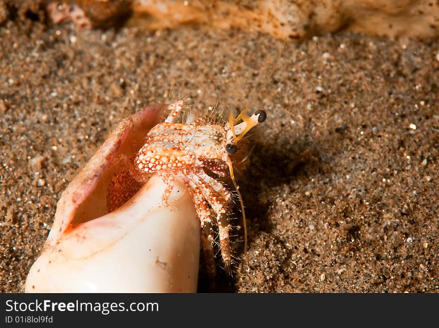 Reef hermit crab (dardanus logopodes)taken in the red sea.