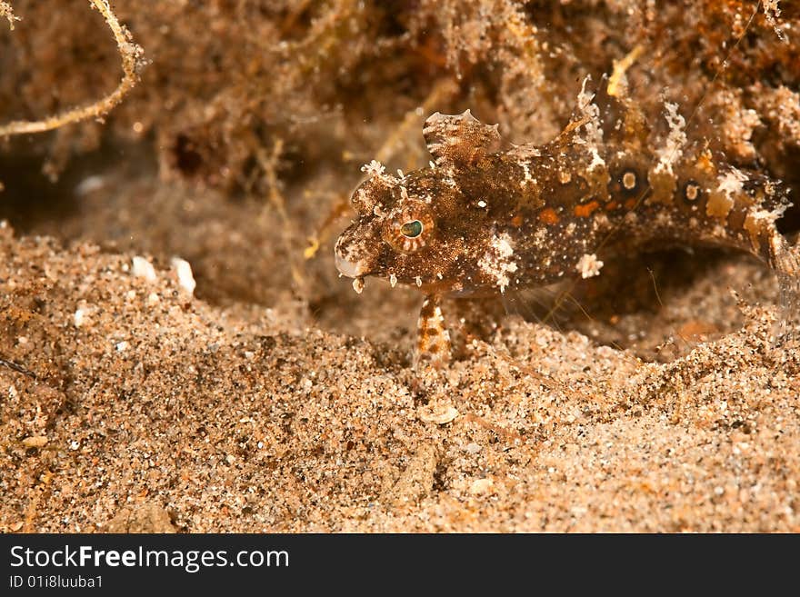 Highfin sabretooth blenny (petroscirtes mitratus)taken in the red sea.