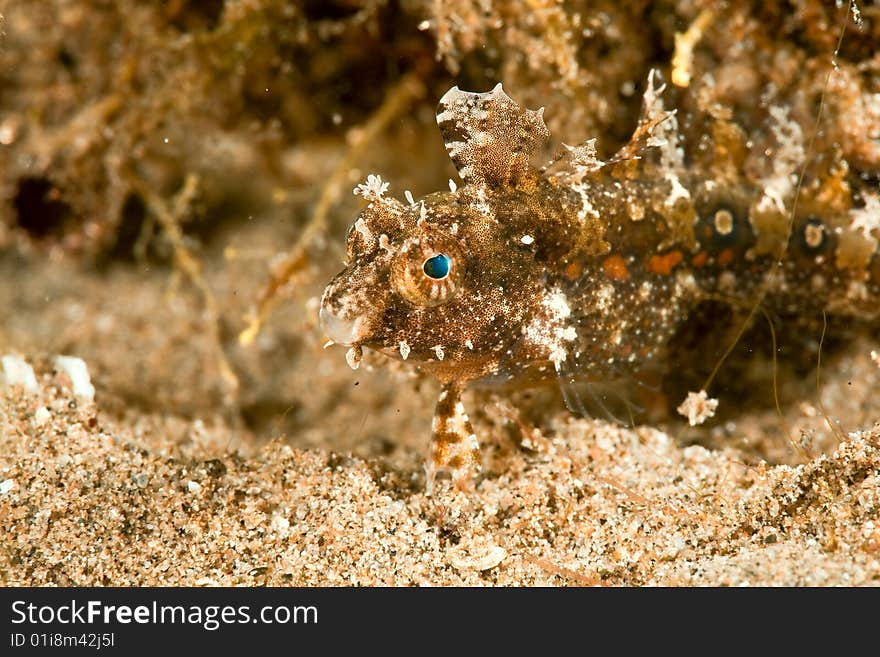 Highfin sabretooth blenny (petroscirtes mitratus)taken in the red sea.