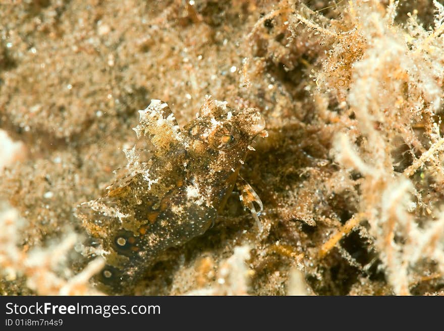 Highfin sabretooth blenny (petroscirtes mitratus)taken in the red sea.