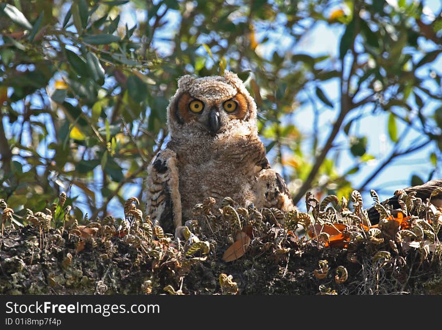 Young Owl