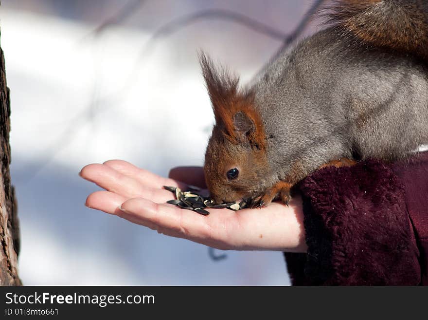 Photo of squirrel sitting on the human hand. Photo of squirrel sitting on the human hand