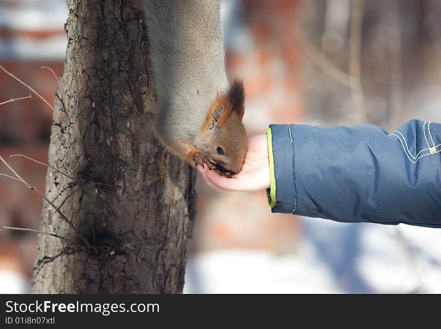 Photo of squirrel eating from child hand. Photo of squirrel eating from child hand