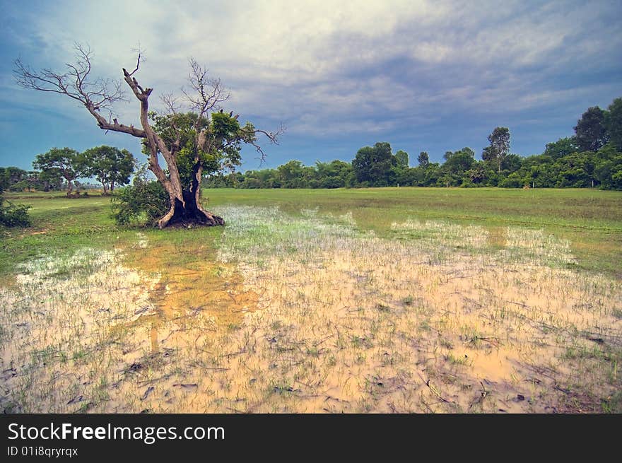 Rice field and blue sky inside of Angkor Wat