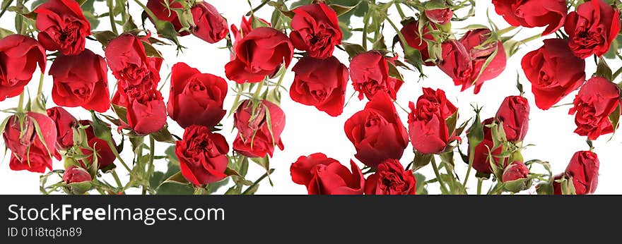 Bouquet from roses of red color on a white background.