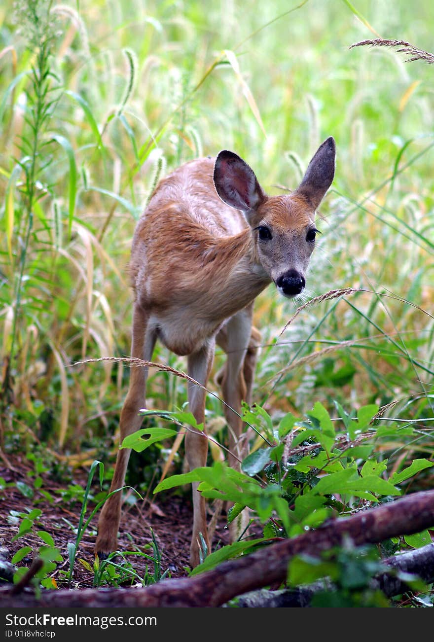 Wet Fawn Sees Something