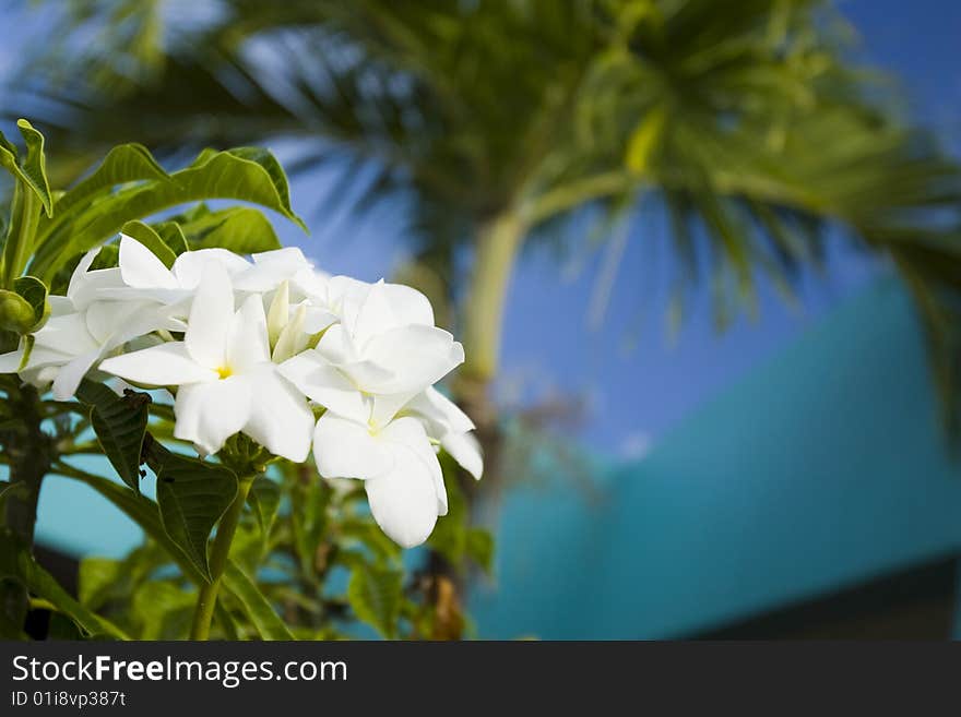 White flowers with palm tree