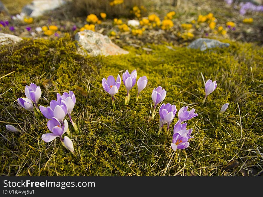 Several Purple Crocus with Yellow flowers in the background