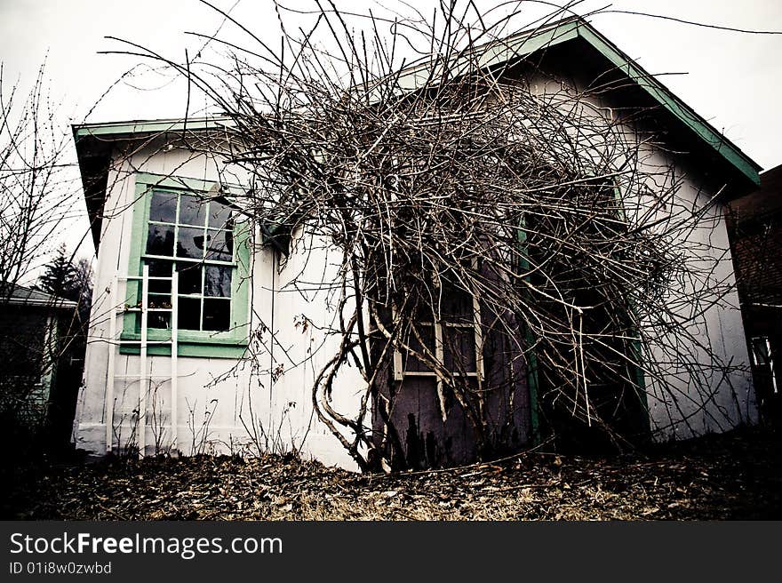 A shed being over taken by vines. A shed being over taken by vines