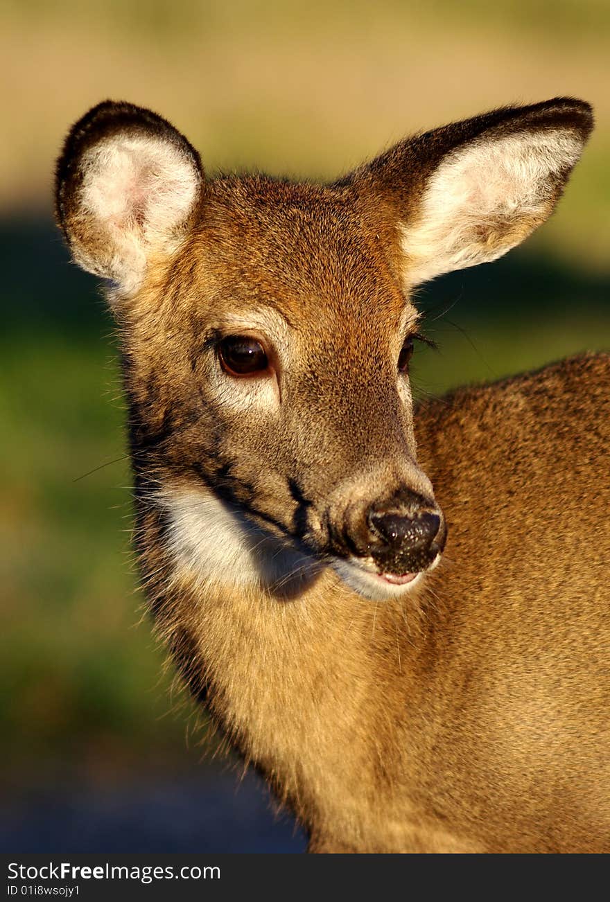 Fawn Portrait, Looking Right