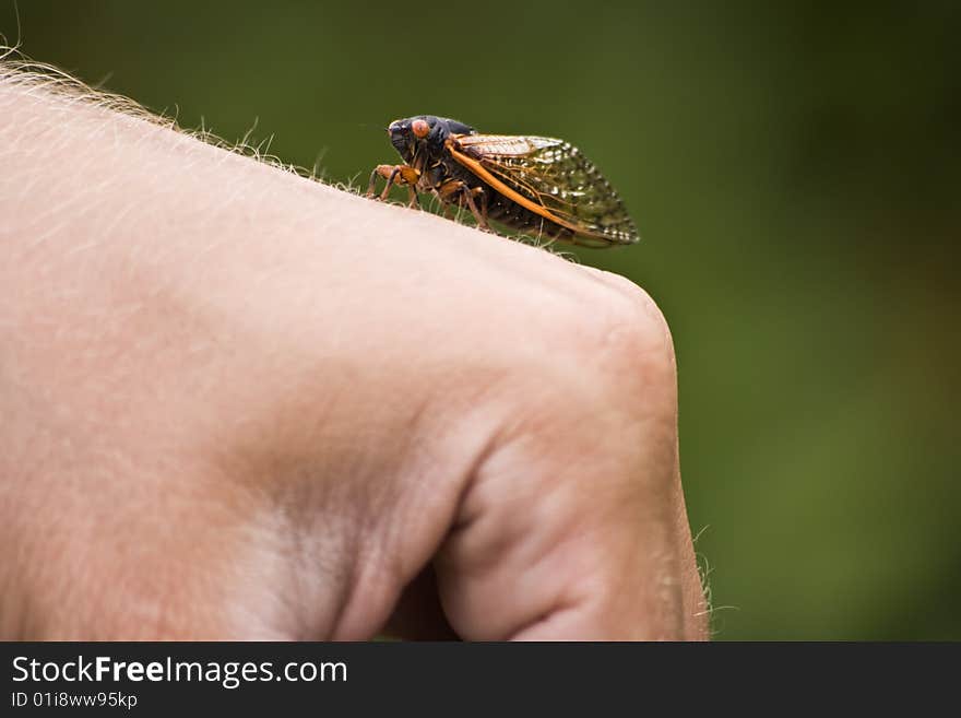 Cicada