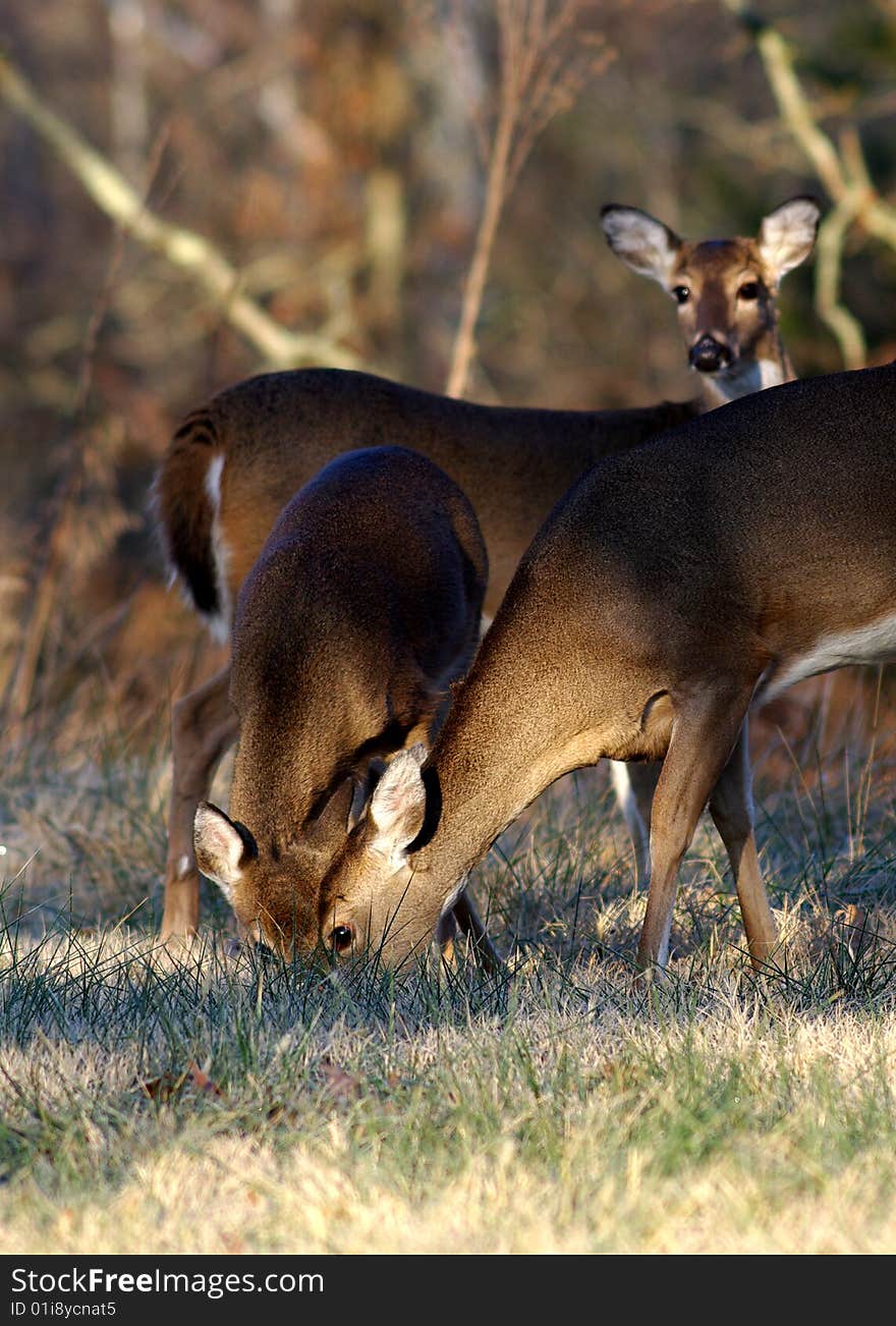 Deer Feeding Together