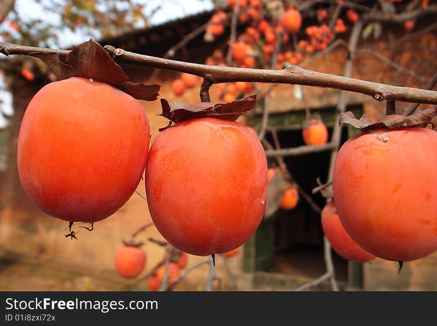 A pile of persimmons in autumn