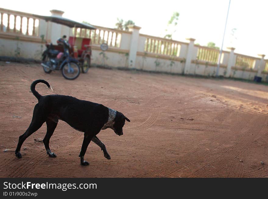 A dog with a tuk tuk in the background