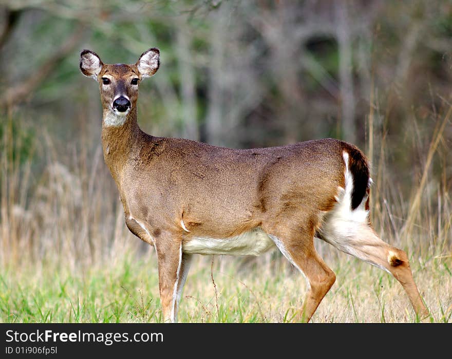 Doe Caught In Mid Stride