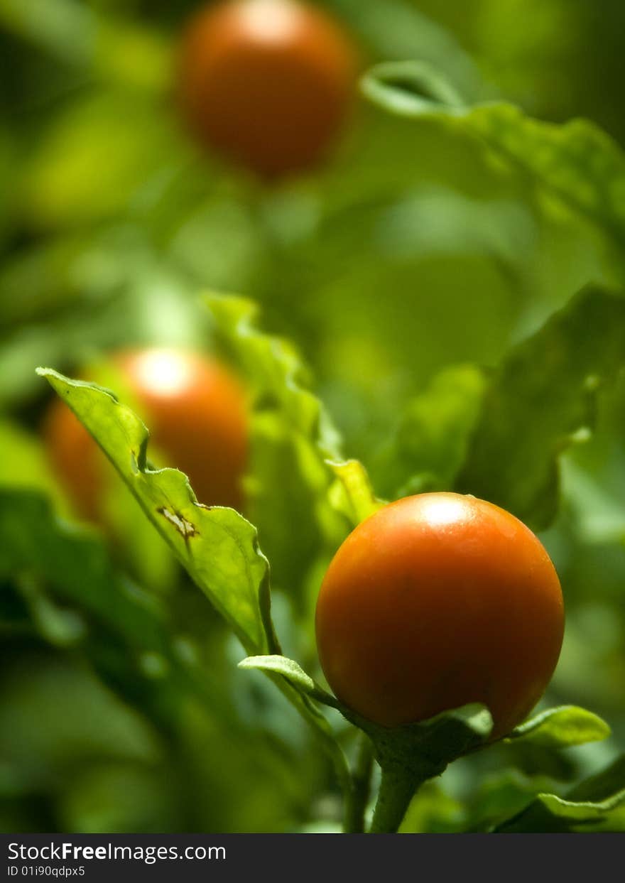 Orange Fruit