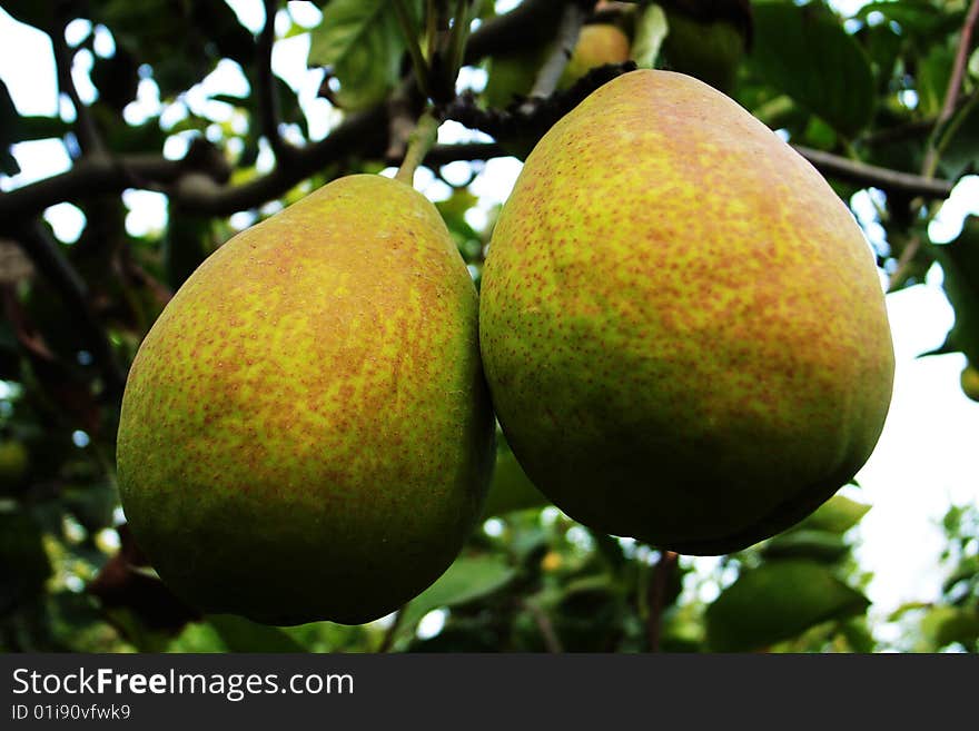 Sweet Pears in the tree in autumn