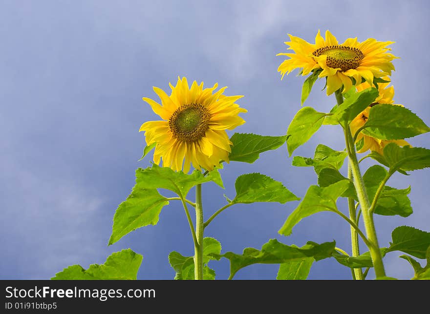 View of nice fresh sunflower on blue sky back. View of nice fresh sunflower on blue sky back