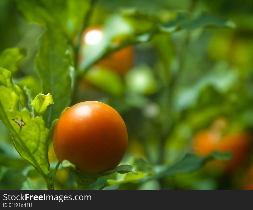 Orange Fruit