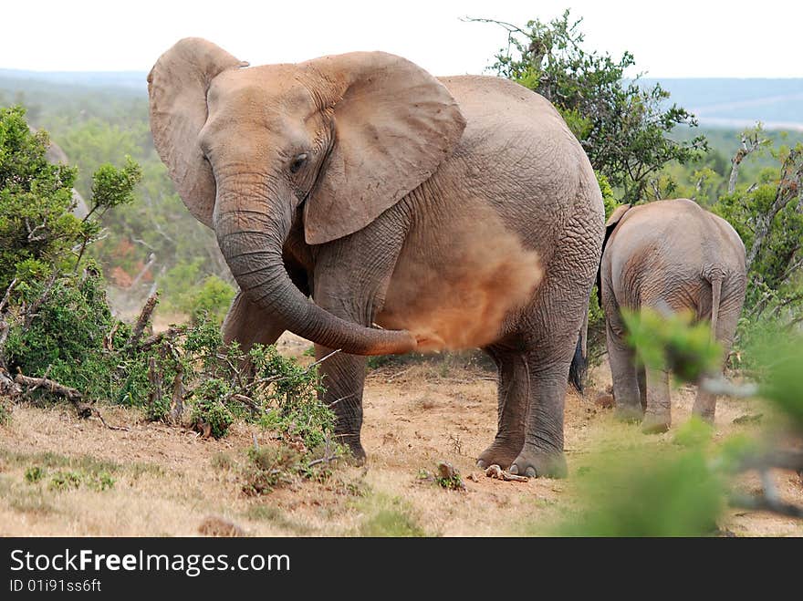 Elephant blowing red dust