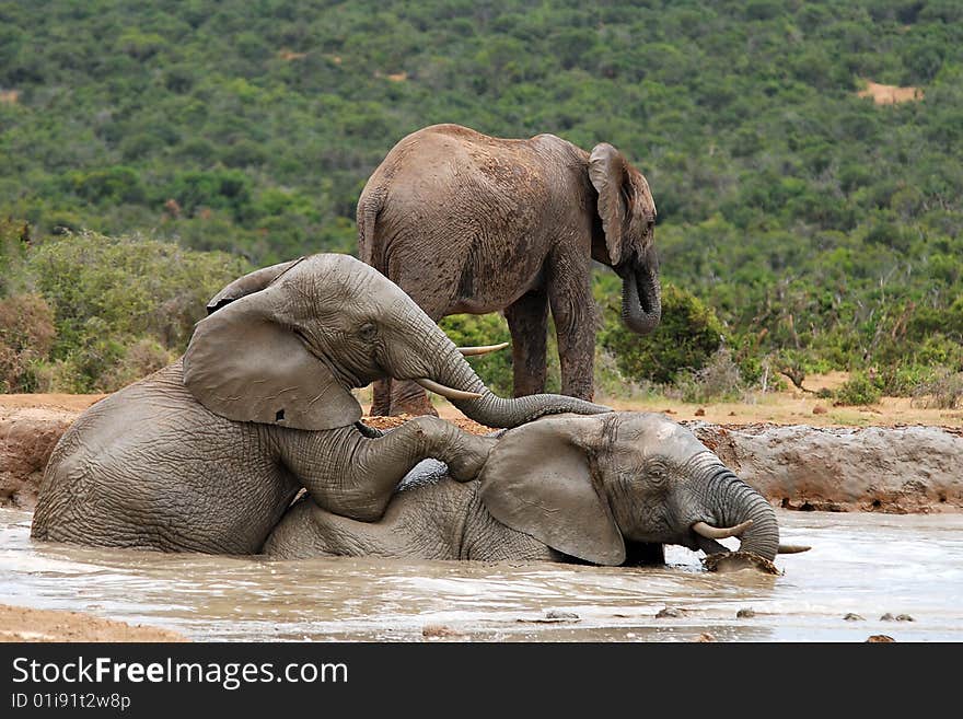 Young elephants romping hapilly at watering place