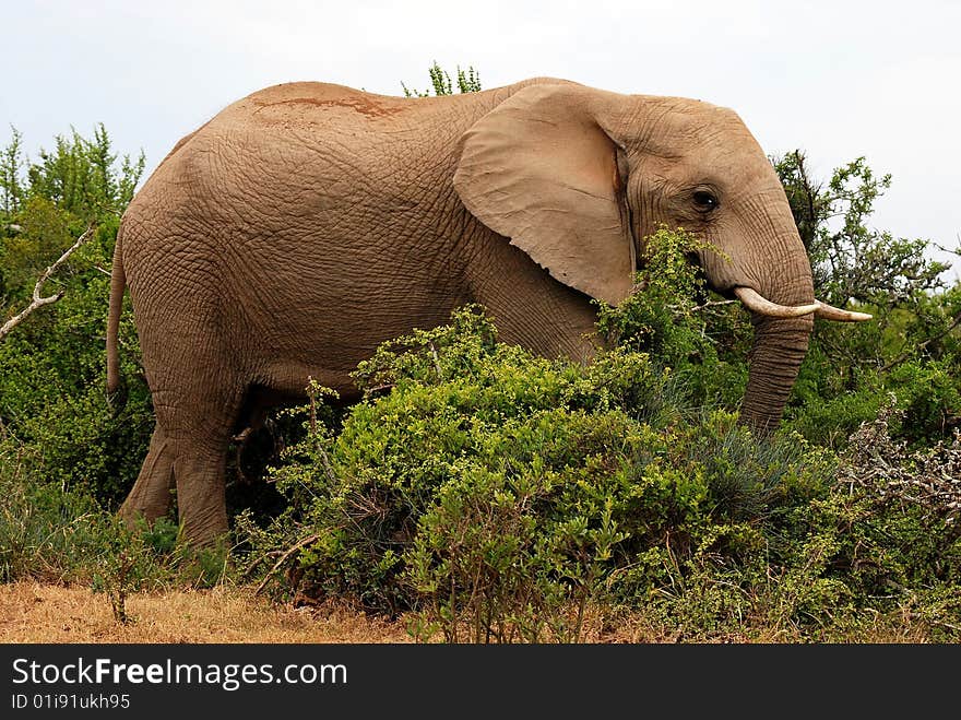 Elephant going through bush