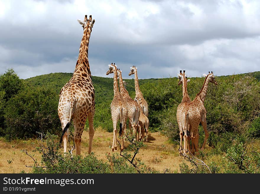 Giraffe At Hasty Escape