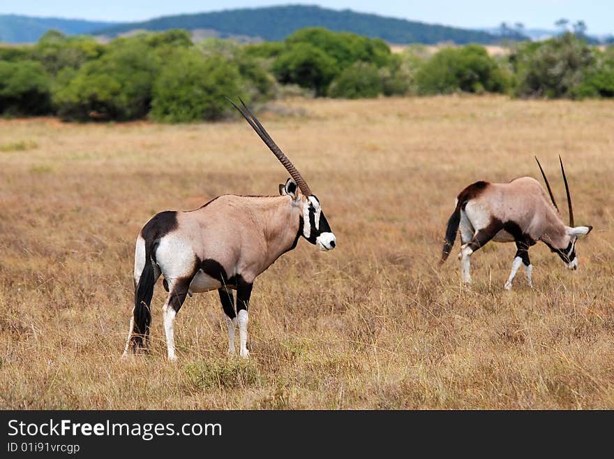 Gemsbok oryx gazella