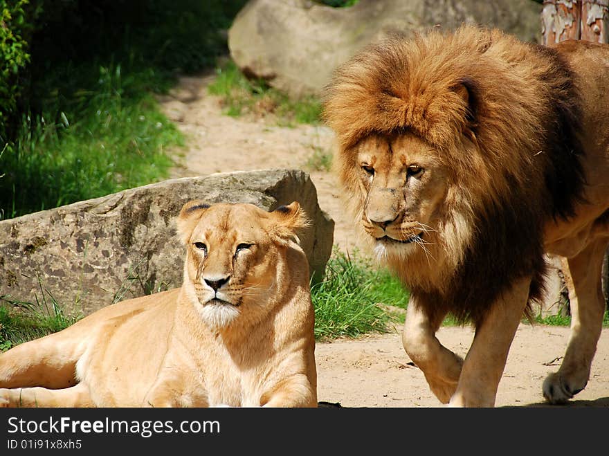 Resting Lion And Lioness