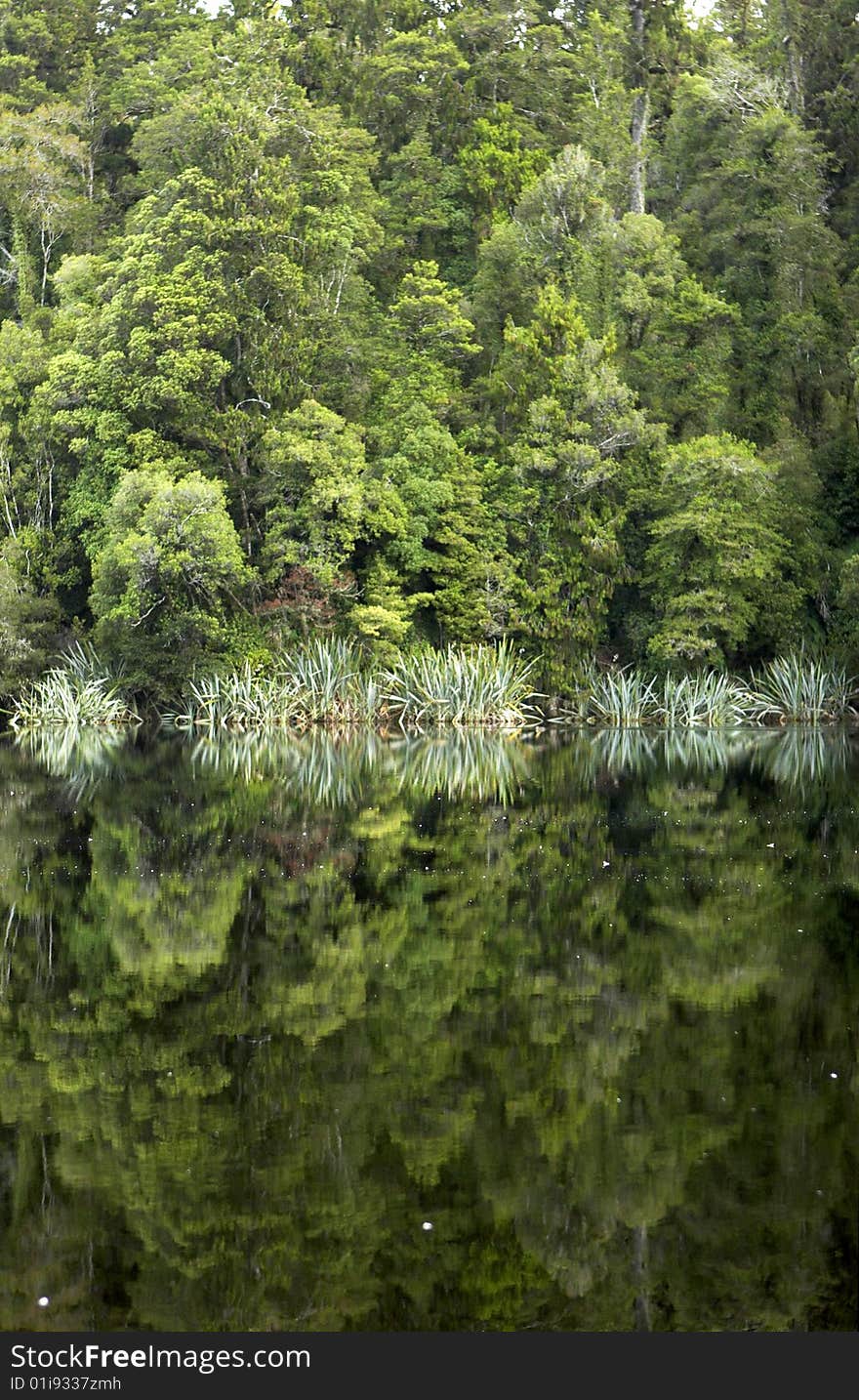 Reflection of Trees on Lake