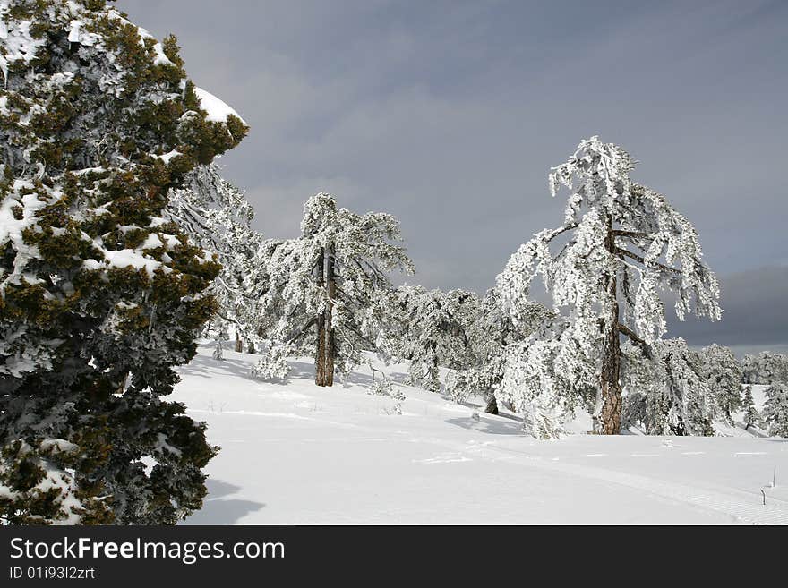 A snow landscape at troodos mountain in Cyprus