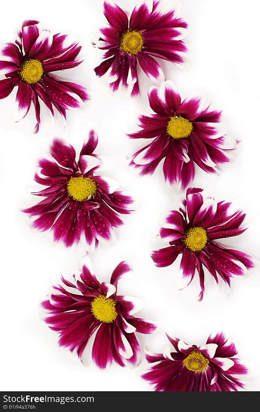 Pink daisies on white as flower texture