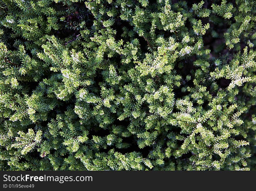 Detail of Green Foliage