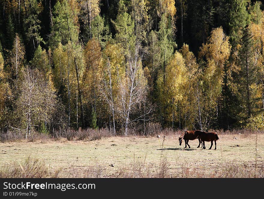 Horses in the autumn sunny forest. Horses in the autumn sunny forest