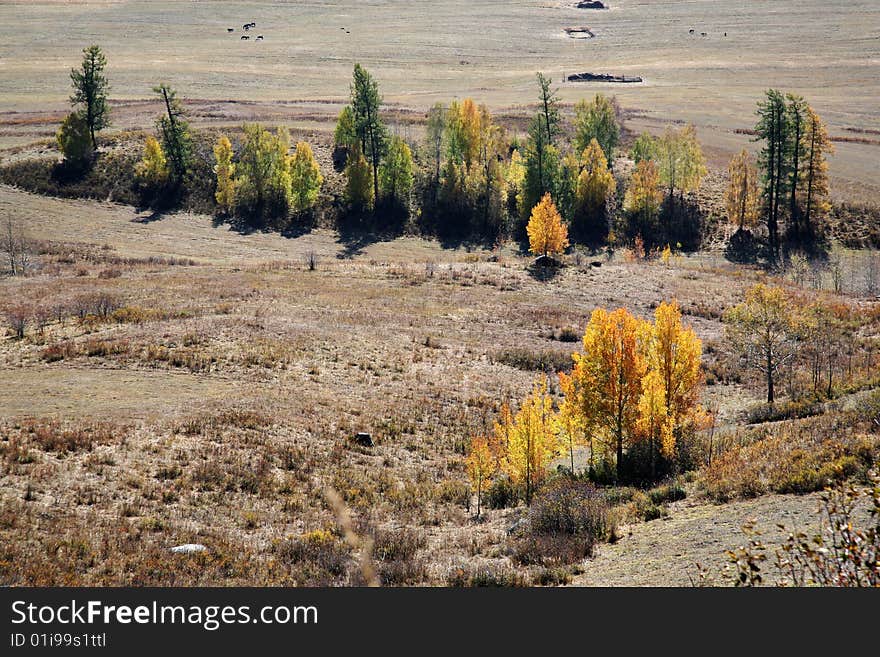 Autumn scenery, in china's inner mongolia saihanba