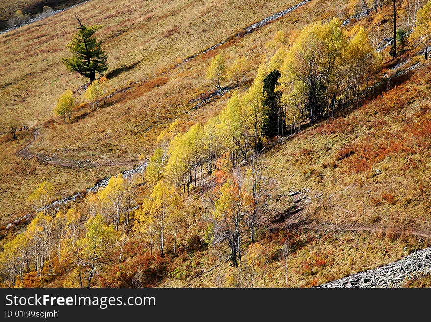 Autumn - trees on the hill.