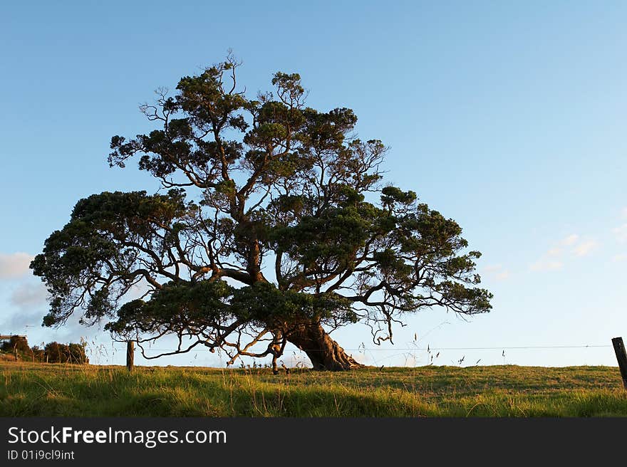 An old weathered oak tree against a blue sky