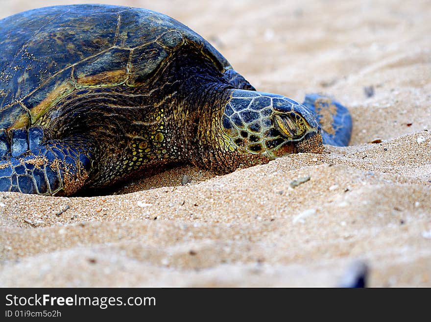 This green sea turtle is resting on the beach of North Shore on the island of Oahu in Hawaii, USA. This green sea turtle is resting on the beach of North Shore on the island of Oahu in Hawaii, USA.