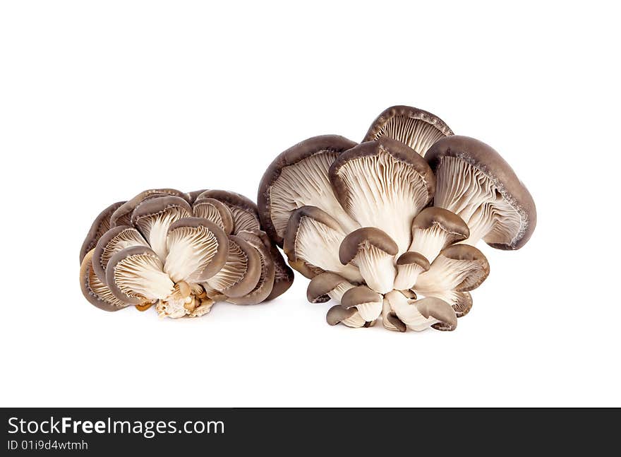 Oyster Mushrooms