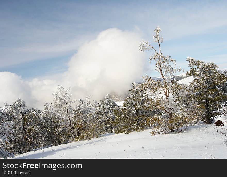 Winter in the park. With cloudy sky